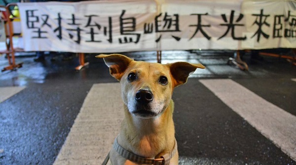 318學運，罔市也來參一腳。　陳秉亨/提供