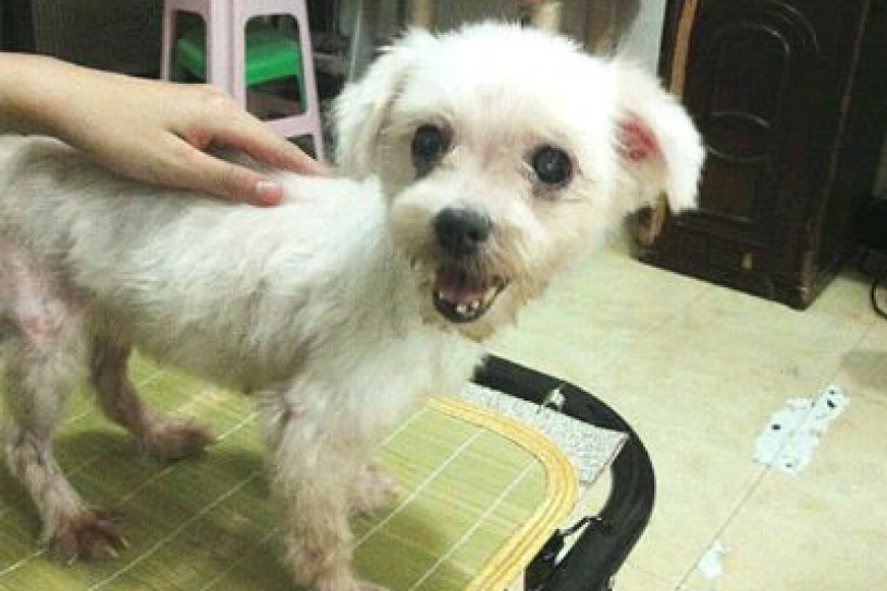 志工拾獲狗狗後帶到醫院檢查,有生產多胎的現象。 楊宜秶/提供