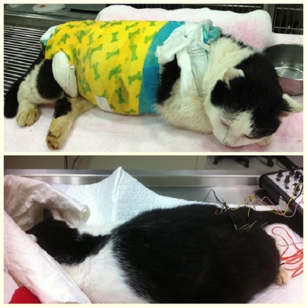 醫生用背板固定圓圓的背(上圖),讓脊椎自然接回;現在圓圓有時仍要到醫院針灸、電療(下圖)。 顧珮蓁/提供