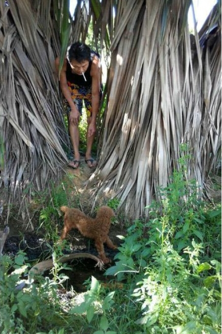 7-9月間,適逢特定寵物業評鑑,志工陸續在和平路段發現棄犬。 楊宜秶/提供