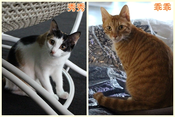 天使生活館內，失去弟弟的乖乖因為秀秀而恢復活力。　江幸芸/攝