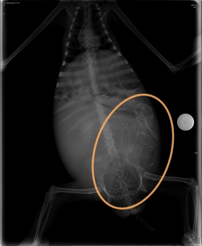 樹懶寶寶在媽媽體內的位置不利生產。　取自ONE GREEN PLANET