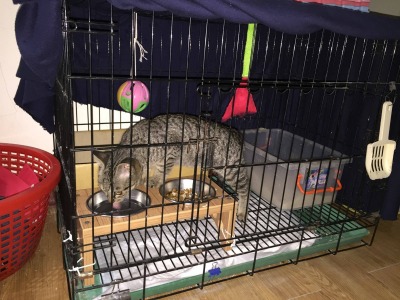 這時的丁丁已經住一陣子了,但還是很怕人,已經會在人面前吃飯,但有人想靠近還是會生氣