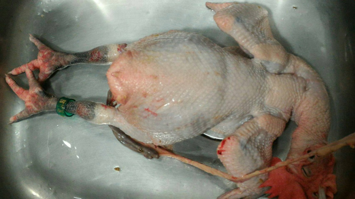 新北禽屠宰場4月1日凌晨屠後檢查發現雞隻發現見腳脛皮下出血，疑似禽流感症狀