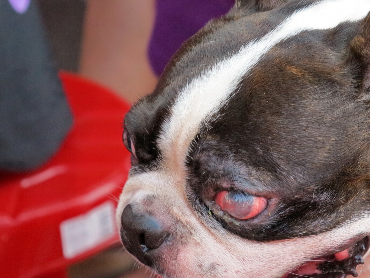 這隻鬥牛犬和狗互鬥被咬到眼睛受傷(此鬥牛犬並非新聞事件中的受傷鬥牛犬) 蕭士塔/攝