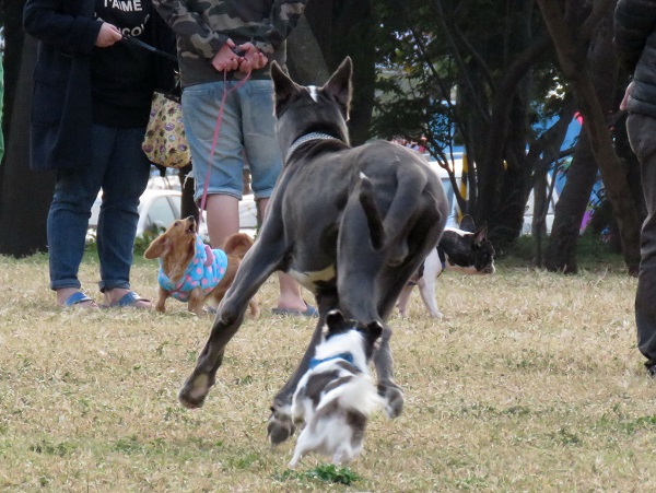 剛和杜獱對峙的大丹狗卻被一隻小型犬追著跑。蕭士塔/攝