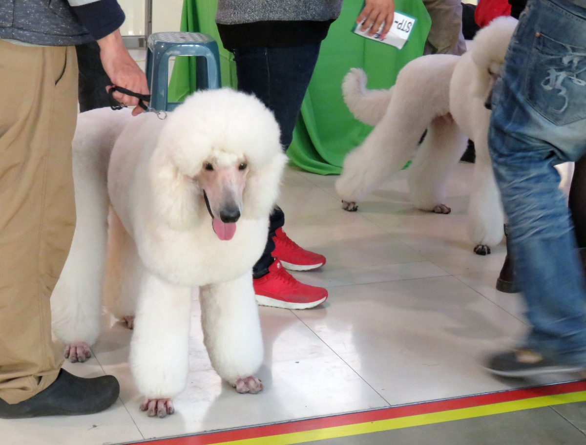 大型貴賓在台灣很少人飼養，難怪有人不知道那是貴賓犬。蕭士塔/攝