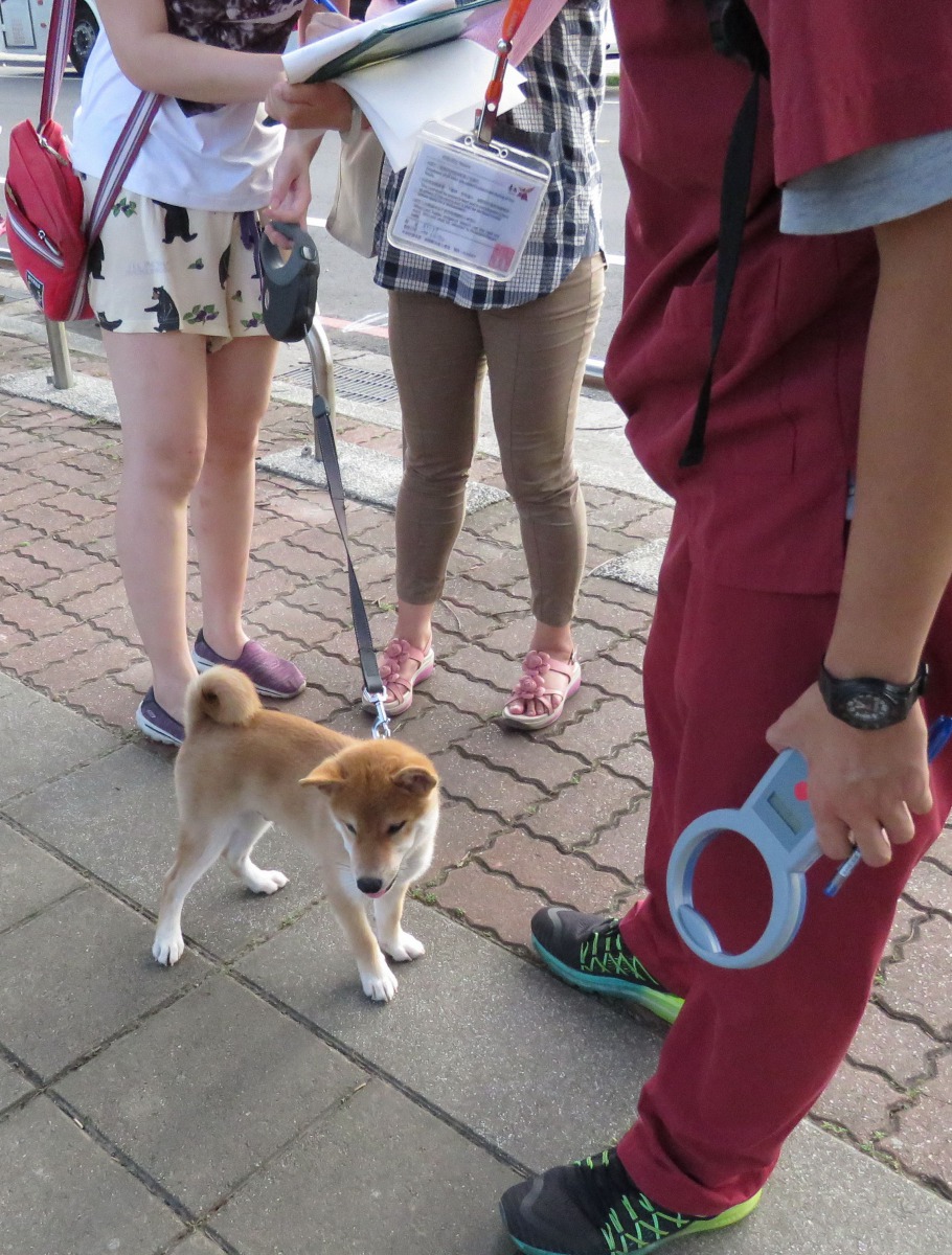 台南市動保處加強稽查確保寵物登記持續成長。                      高維奇/攝