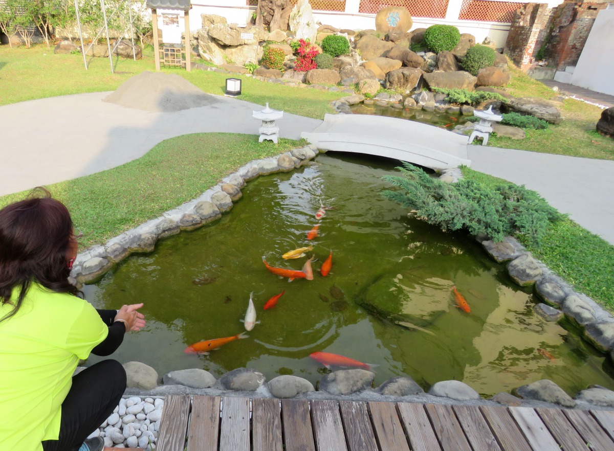 鶯料理園區管理人員在水池邊拍手，魚群聞訊游過來。高維奇/攝