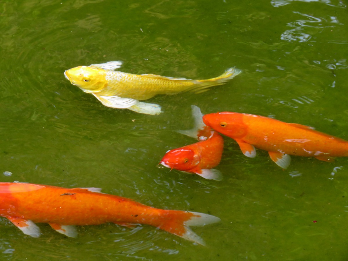 鶯料理園區錦鯉池水深雖然只有20公分，但錦鯉游動並無緊迫擁擠的現象