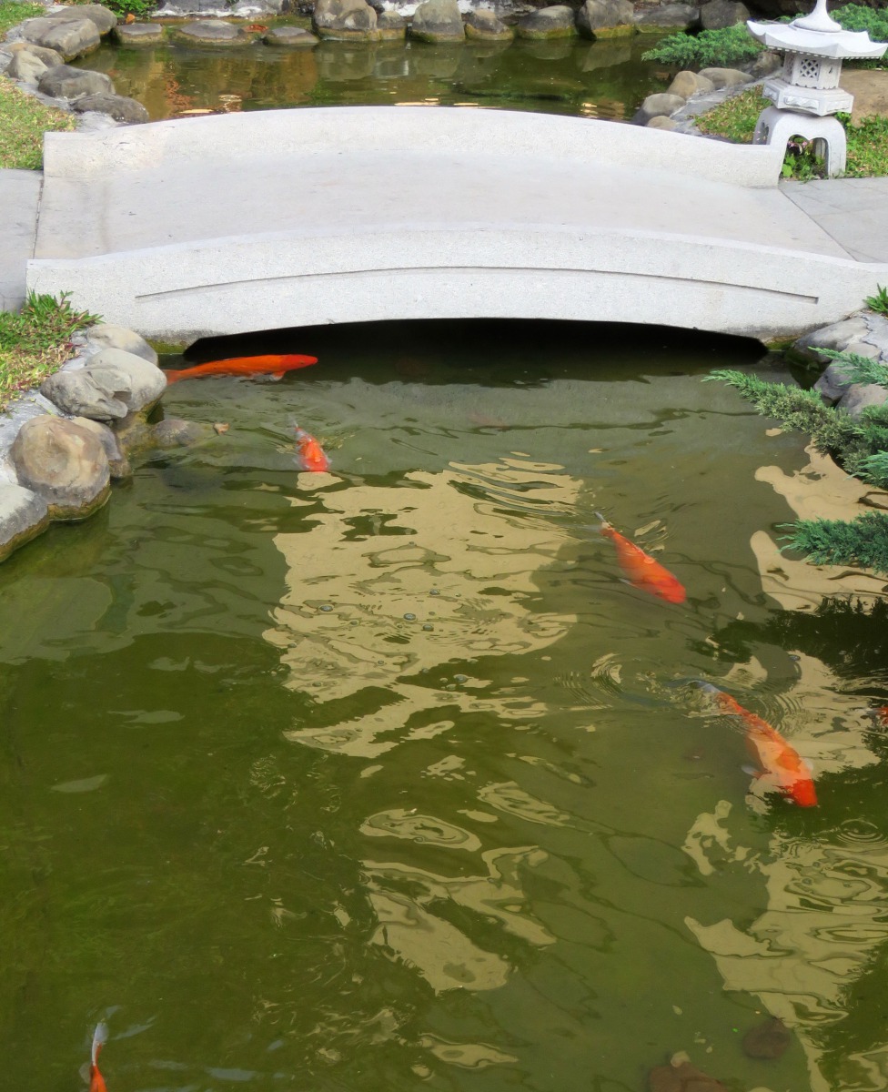 陽光太強溫度升高時，錦鯉會躲到橋下。高維奇/攝