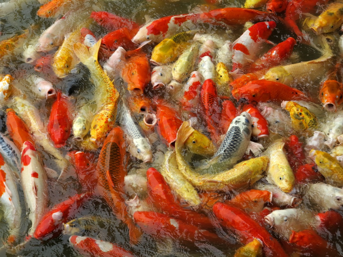 休閒農場大水池的錦鯉爭食相互推擠，整條魚快被擠上水面。高維奇/攝