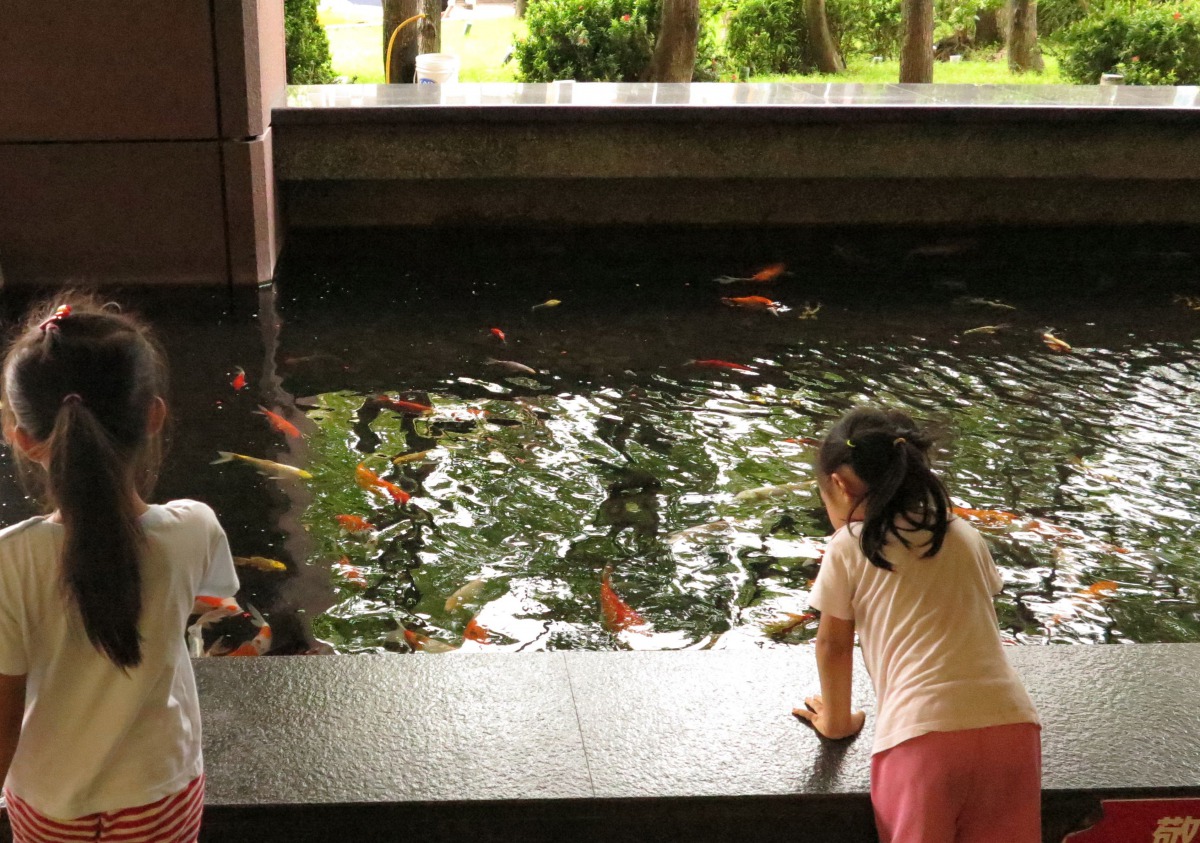 開放空間的錦鯉池必須考量安全性，無法像專業池挖那麼深。高維奇/攝