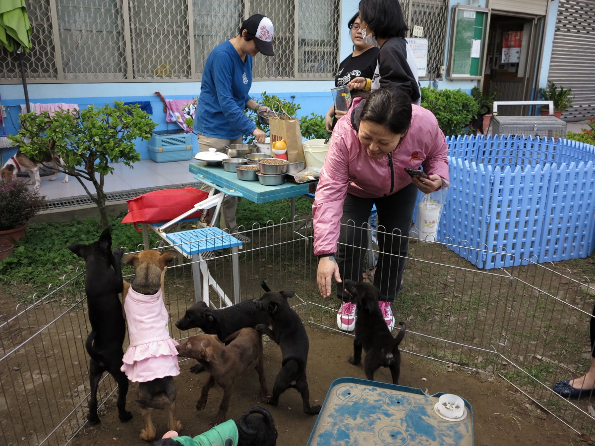 台灣各縣市的公立收容所常有志工參與協助，提升管理品質，但香港迄今沒有公部門設立的收容所。高維奇/攝