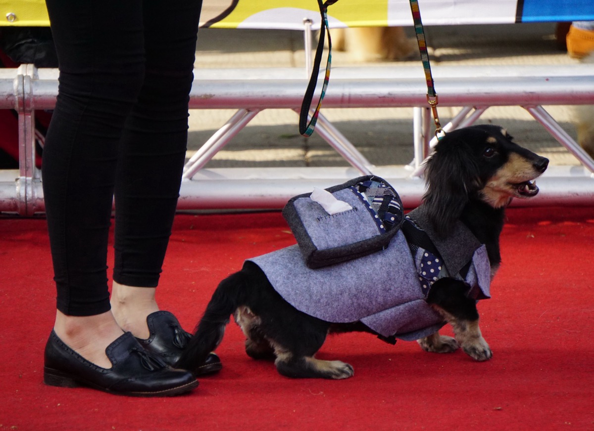 台南市「藍曬圖」文創園區寵物精品店日前舉辦一場別開生面的毛孩服裝秀。高維奇攝