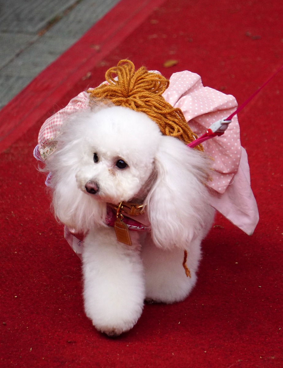 飼主對寵物服裝有更多元的需求，因此服裝秀有各種不同的主題。高維奇攝