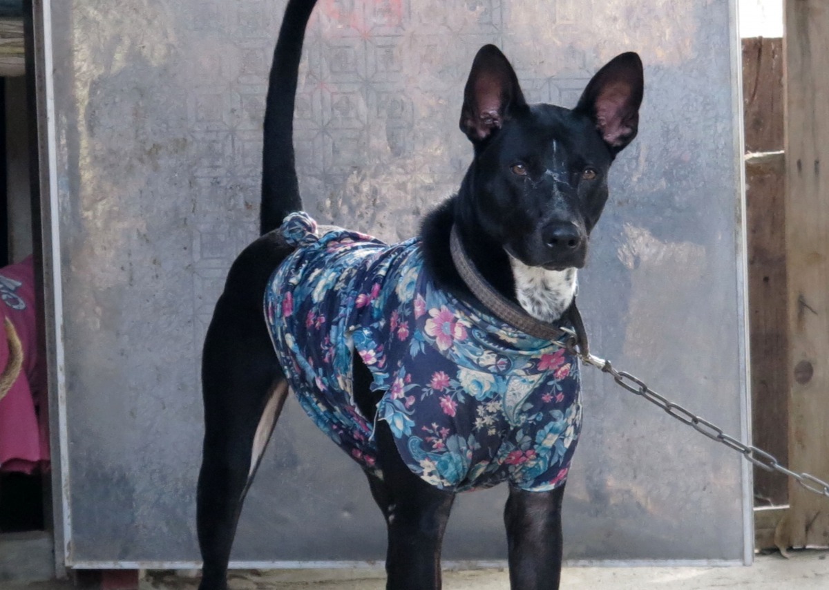 注入裁縫師的巧思完成的狗服裝，不可思議的呈現各種風格。高維奇攝