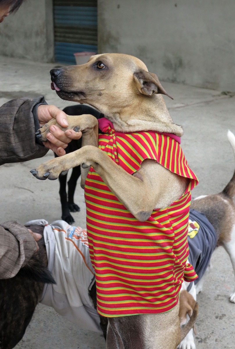 簡單休閒風，看起來有夠滑稽好笑。高維奇攝