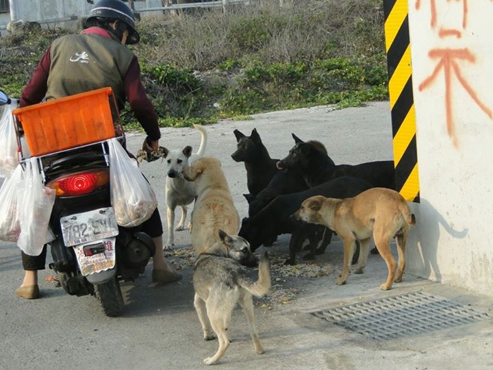 不當餵養造成的衛生問題容易引起居民反彈。　台灣動物新聞網資料照(動保聯合團隊/提供)
