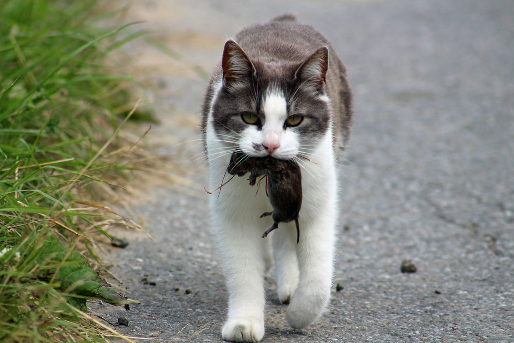 戶外遊蕩的貓是野生動物莫大的威脅。貓並不只會抓老鼠，包括野鳥及小型哺乳動物，還有常見的或稀有的動物都會被貓攻擊。圖片來源：Ib Aarmo 