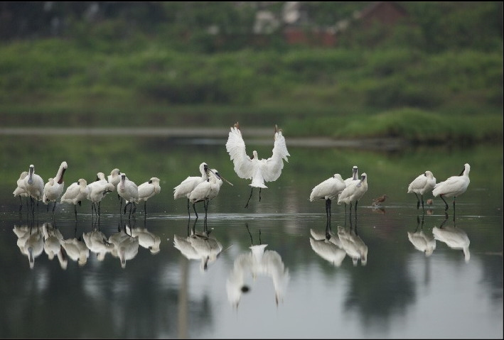 「追尋琵鷺八千個日子攝影展」在七股開幕。攝影:高溢源。提供:特生中心。