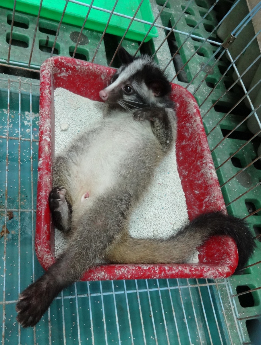 果子狸歷經SARS、,狂犬病影響而降低飼養意願，最近似有回溫的現象，其可愛的模樣讓很多人難以抗拒。高維奇/攝