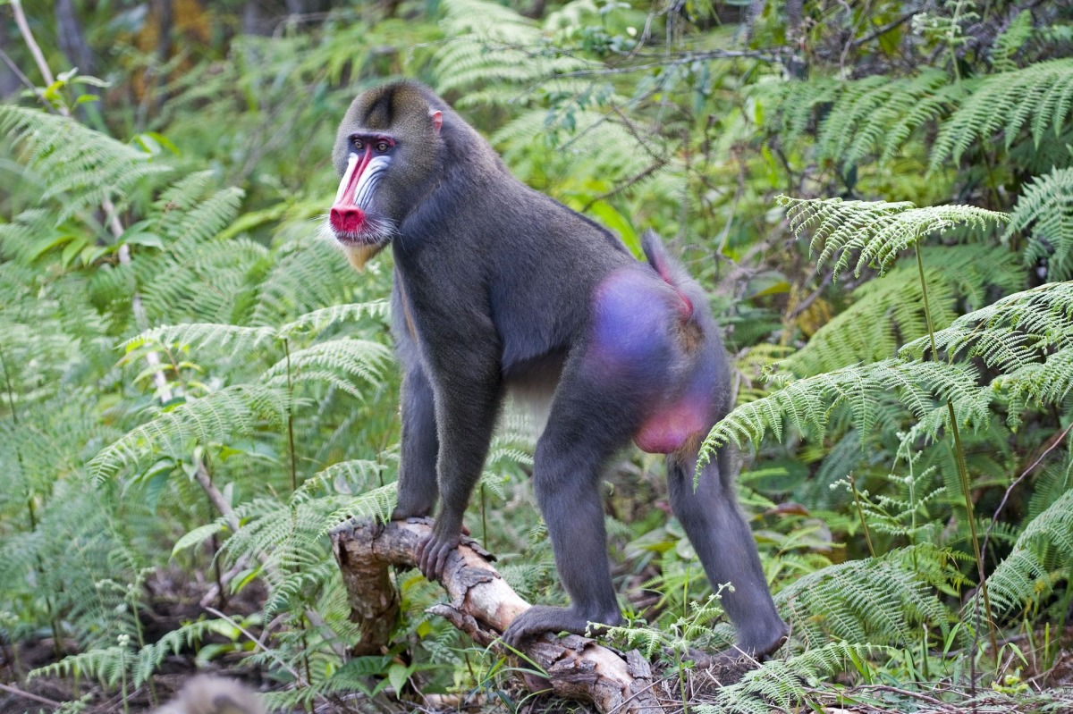 屬於瀕危陸地哺乳類動物的狒狒，也面臨著被狩獵殺來食用的風險。 取自快門存檔（Maren Reichelt）