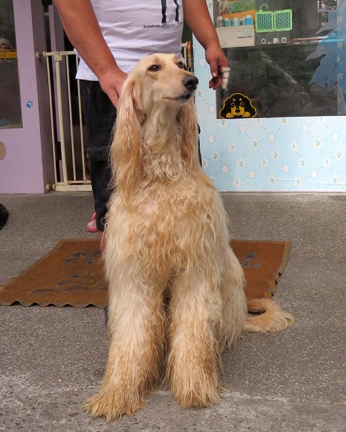 阿富汗犬像似秀髮飄逸、氣質高雅的仕女，加上深邃的眼睛，令人印象深刻。 蕭士塔/攝