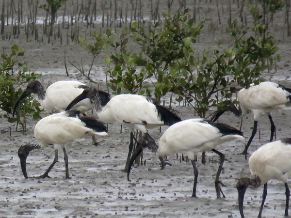 古埃及尼羅河每年氾濫4個月汛期結束後，就有大批埃及聖䴉以前往沖積的泥灘地覓食(示意圖，台灣七股拍攝畫面)。蕭士塔/攝