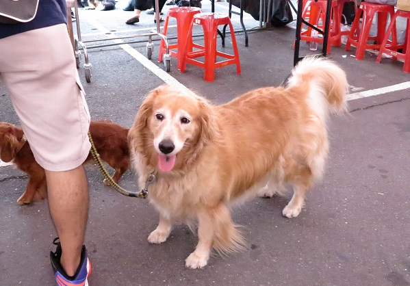 替流浪狗募集飼料，歡迎飼主牽大狗到會場，一隻40公斤的黃金獵犬可以爭得2公斤飼料。  蕭士塔/攝
