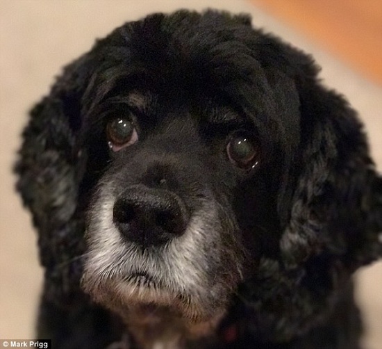 不只人會因為緊張、壓力而早生白髮，狗也有相同的情況。 取自dailymail.co.uk