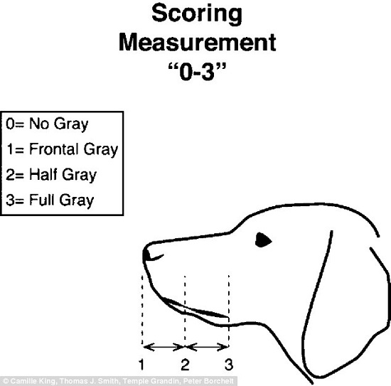 研究人員針對狗的口鼻部位，觀測白毛的生長狀況，並分為0~3的4種級距，以顯示早老的程度。  取自dailymail.co.uk