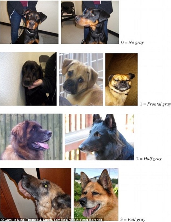 400隻狗的調查結果顯示，巨大的聲響，和陌生的人、動物，都易引發狗隻焦慮和激動，導致牠們早早長出白毛。取自dailymail.co.uk