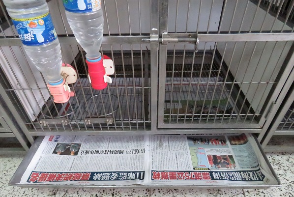 每有新犬要入籠，就要換上新的報紙及水瓶。  蕭士塔/攝