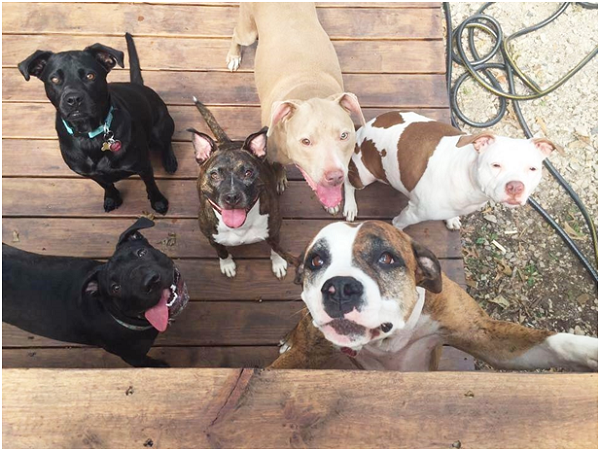 比特犬也有這樣可愛的一面。　取自thedodo.com