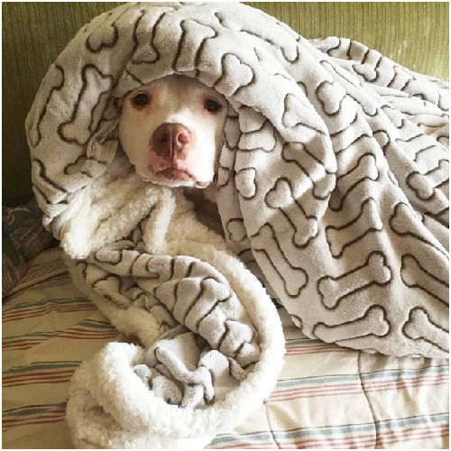 這麼可愛的比特犬，是不是顛覆你的刻板印象？　取自thedodo.com