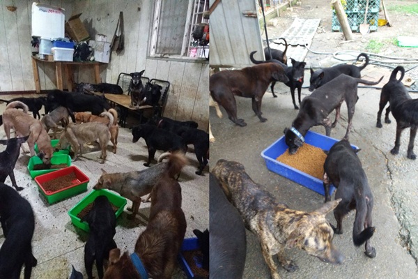 台灣埔愛關懷動物協會接手祝融的狗場和240隻狗，更名為「埔愛犬之家」。 李虹真/提供