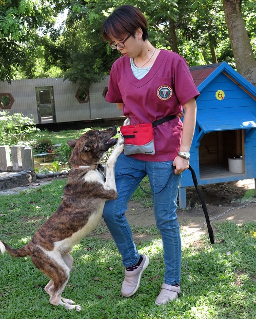 Tnr 敗犬 求包養回歸行為訓練 社團法人中華民國保護動物協會 Tnr 敗犬 求包養回歸行為訓練 社團法人中華民國保護動物協會