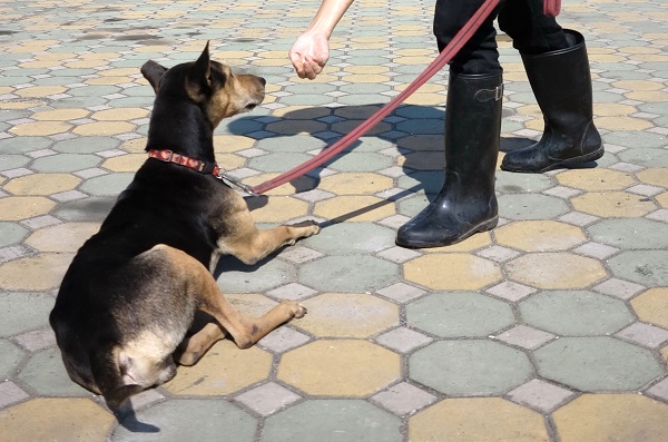 基本服從課程包括腳側伴行不暴衝、手勢一出SIT（坐）、DOWN（躺下）。  蕭士塔/攝