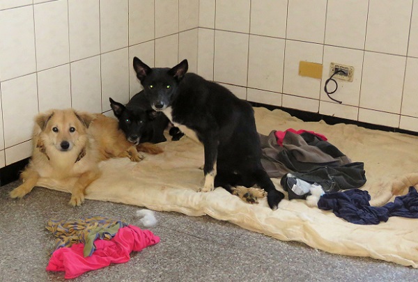 傷殘的狗另置一室，方便照顧。 蕭士塔/攝