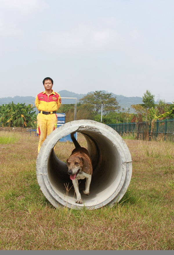 浪犬和一般家犬轉任工作犬的成功率不到5%。  周聰吉/提供