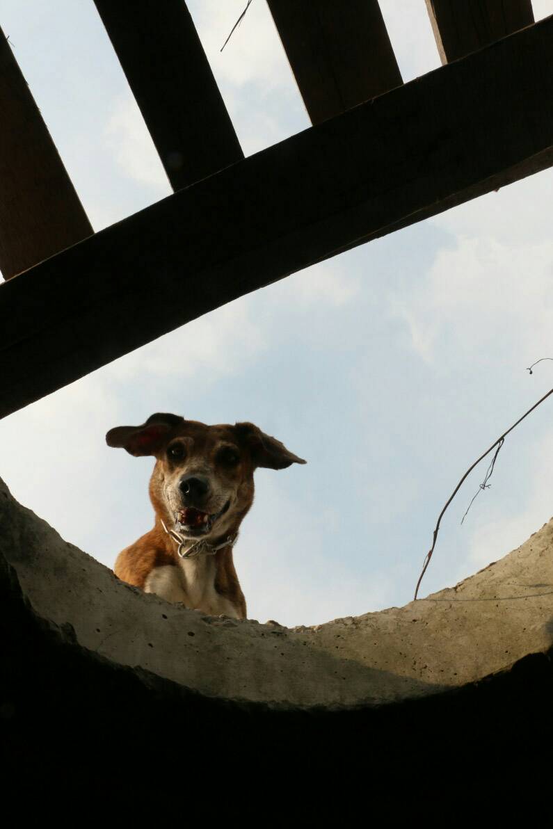 大家一定要了解，某種工作犬的淘汰犬，並不表示牠是次級犬，而只是個性不適合原來的工作用途。  周聰吉/提供