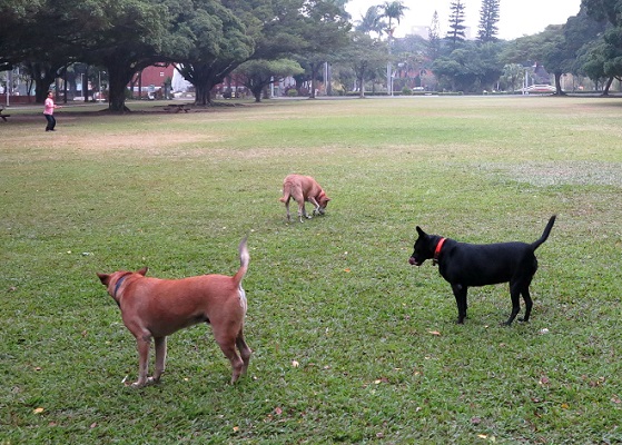 成大校園寬敞，是友善犬隻的環境，大多數的校園狗也都很親人。蕭士塔/攝