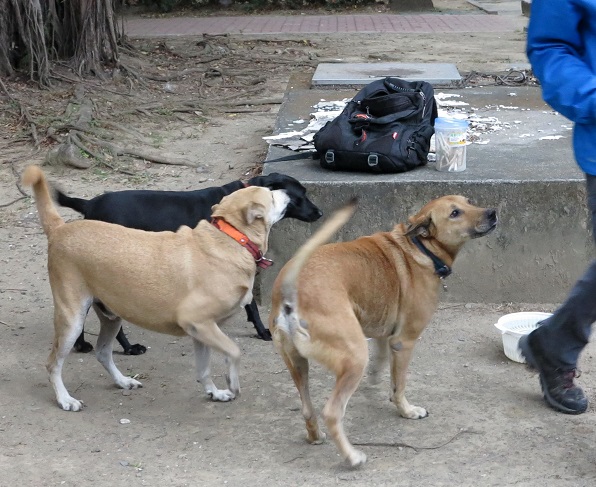 在志工隊細心照顧下，成大校園犬健康狀況極佳。蕭士塔/攝