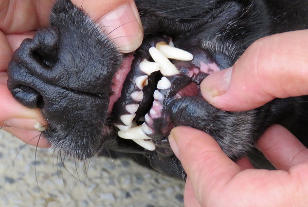 獸醫師表示，犬齒是狗獵捕、進食及防衛的武器。蕭士塔/攝