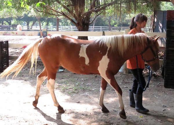 住屏東的潘先生養了一匹阿拉伯花馬當寵物。    蕭士塔/攝