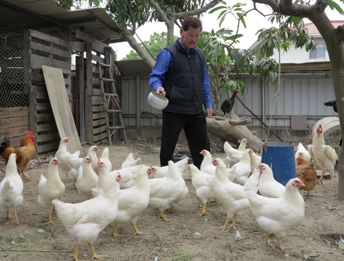 台南市關懷動物生命協會理事長蔡登雲在農舍養20幾隻母雞，成為眾多朋友家中剩餘食物的消化站。高維奇/攝