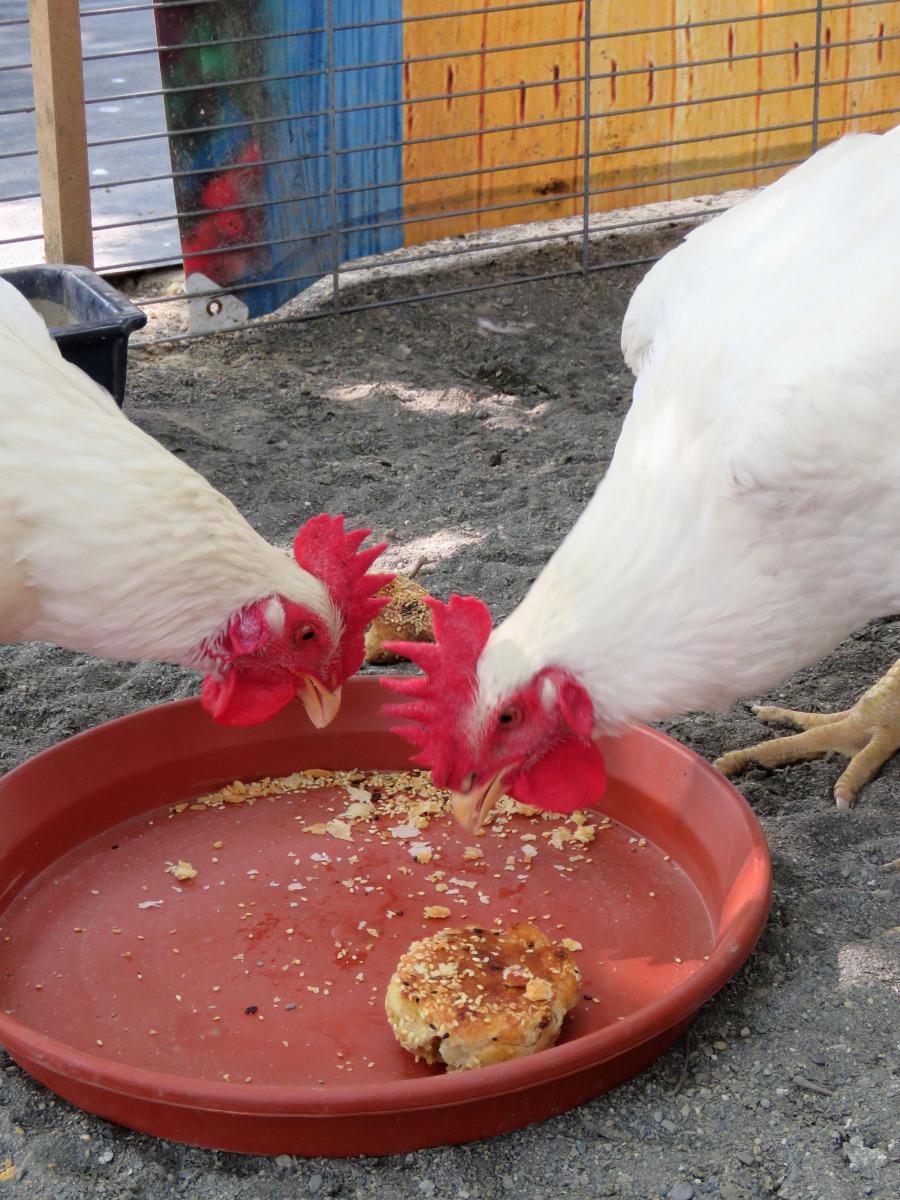 雞不擇食，只要人類吃的食物，幾乎來者不拒，用來消化剩餘食物很方便。高維奇/攝
