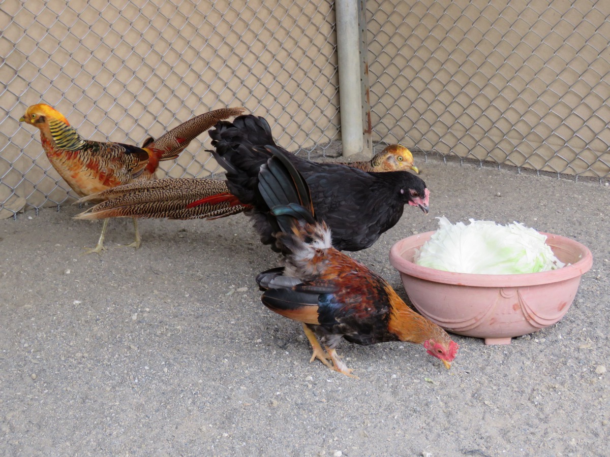 除了剩餘食物，業餘養雞者也會在蔬菜滯銷時廉價購買蔬菜餵。高維奇/攝