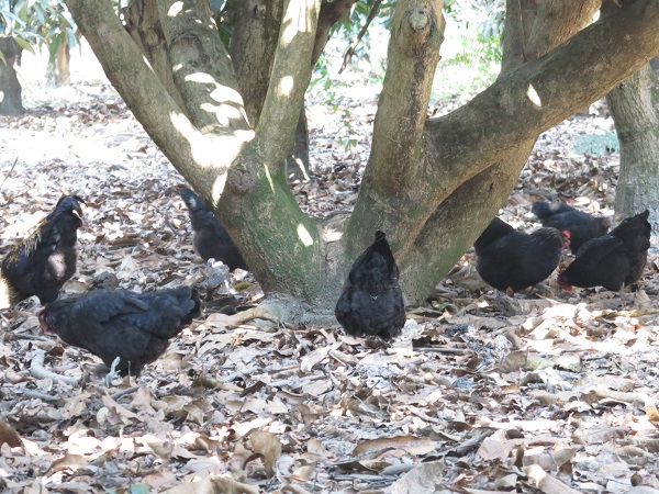 山區農民採放牧方式養雞，白天在果園覓食， 傍晚返回主人家中再吃剩餘食物。高維奇/攝